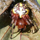 Marbled Orb Weaver Spider