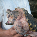 Alligator Snapping Turtle