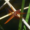Flame Skimmer ( Female)