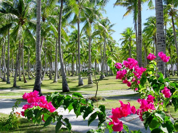 fondo-escritorio-paraiso-tropical-800.jp