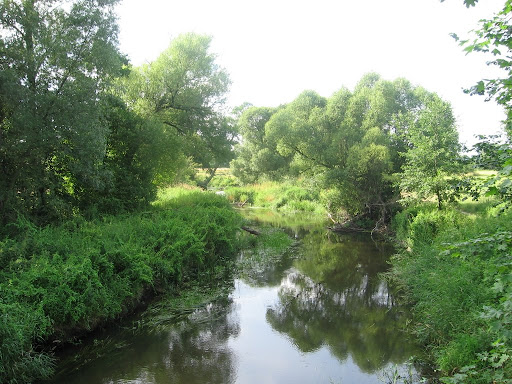 Rzeka Rawka