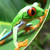 Red-eyed Treefrog