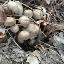 Brown Beech Mushroom