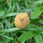 Pinwheel mushroom (Marasmius rotula)