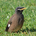 Indian or Common Myna
