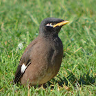 Indian or Common Myna