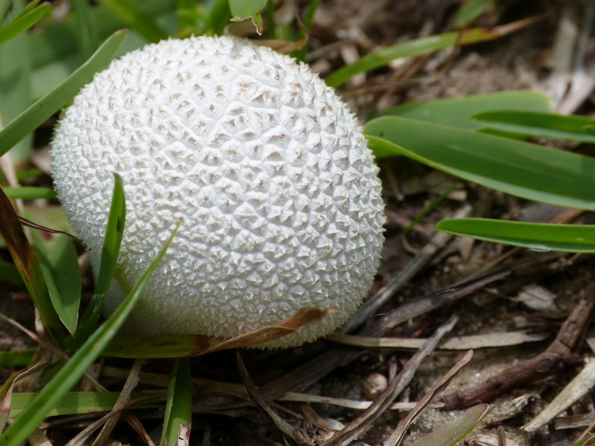 Lycoperdon marginatum