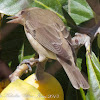 Garden Warbler; Curruca Mosquitera