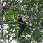 White-headed capuchin monkey