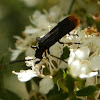 False Blister Beetle