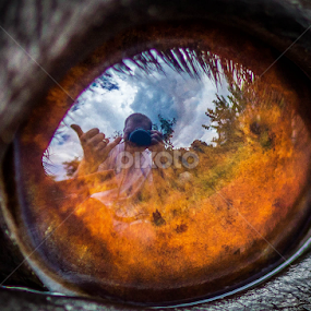 the details by Mike Pedigo - Animals - Dogs Portraits