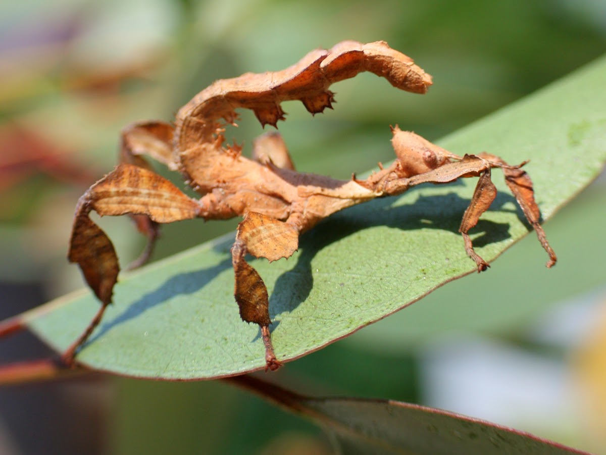 Spiny leaf Insect
