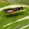 Stilt-legged fly