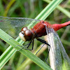 White-faced Meadowhawk