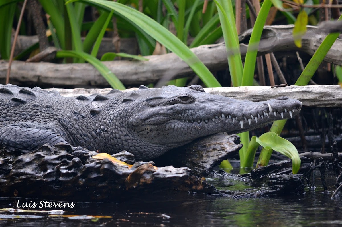 American crocodile