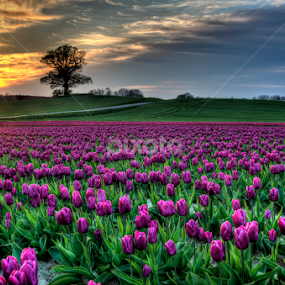 Tulips from Lolland  by Kim  Schou - Flowers Flower Gardens