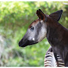 The okapi