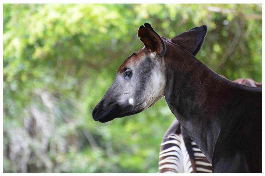 The okapi