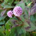 Pink knotweed