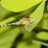 Ground Skimmer