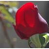 Red rose