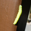 Cabbage Looper Caterpillar