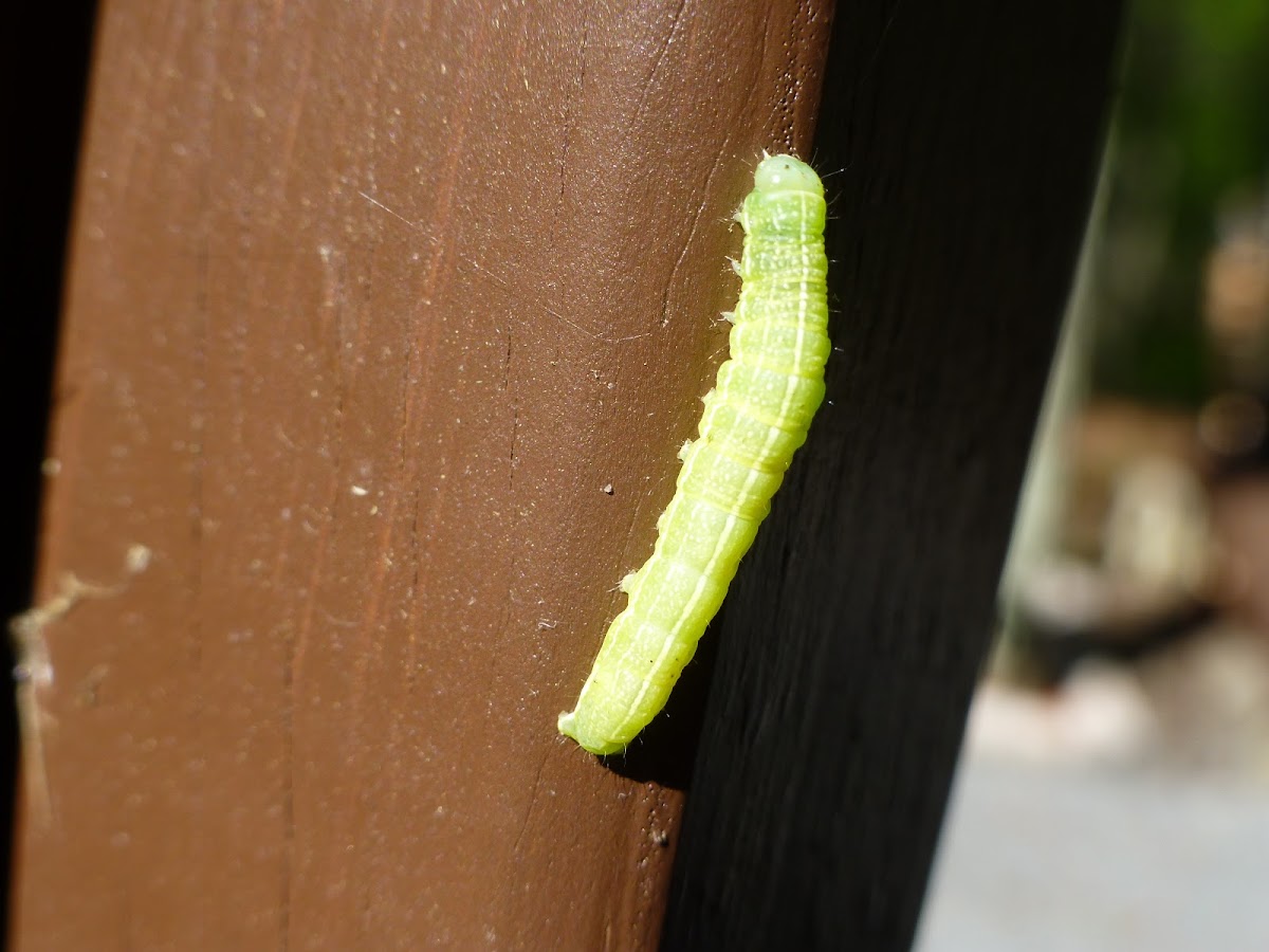 Cabbage Looper Caterpillar Project Noah