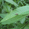 Ironweed Weevil