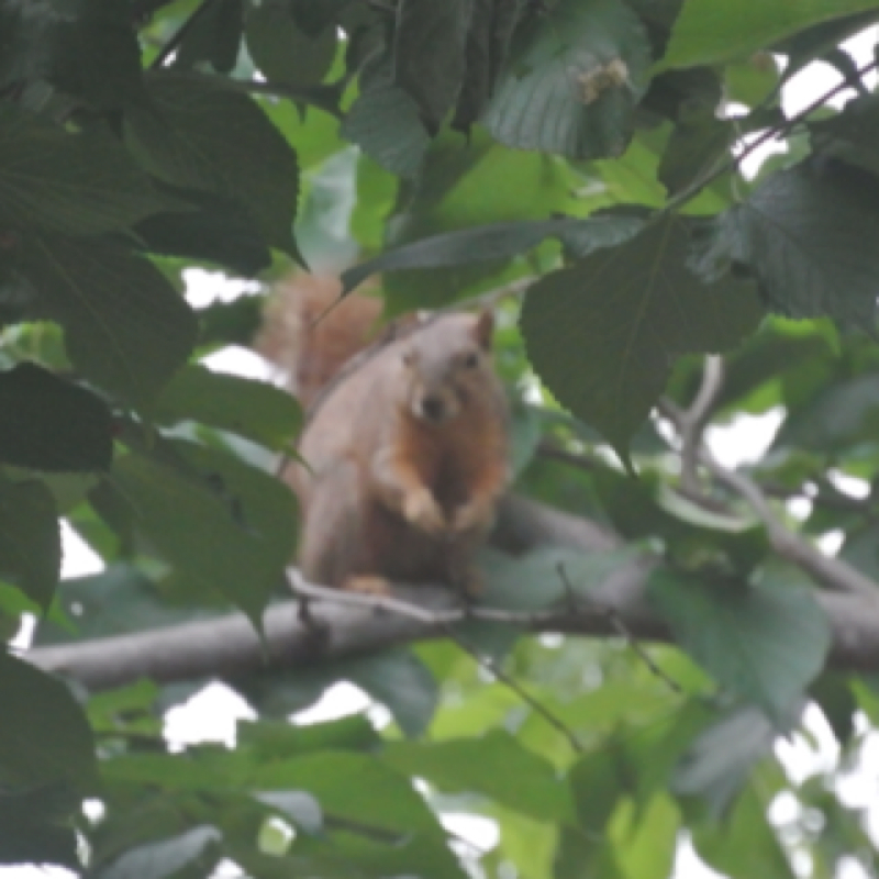 Fox squirrel