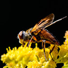 Tachinid fly (male)