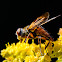 Tachinid fly (male)