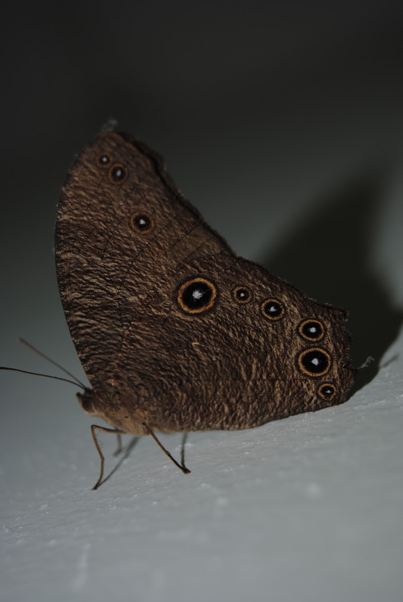 Common Evening Brown