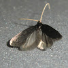 Micro lepidoptera
