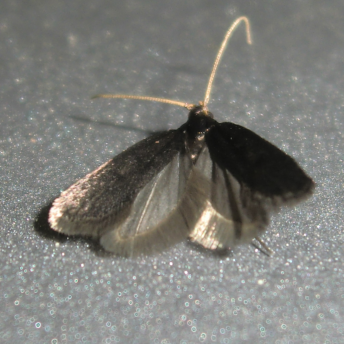 Micro lepidoptera