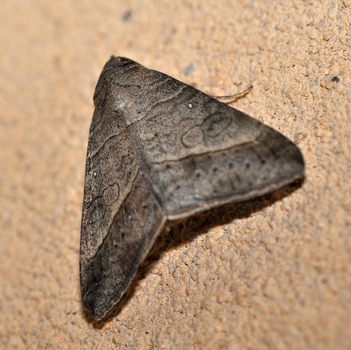 Small Mocis Moth or Striped Grass Looper