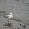 Red-billed Gull