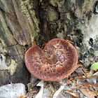 Dryad's saddle