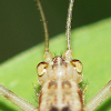 Winged Bush Cricket, female
