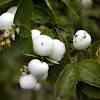 ripe Snowberries