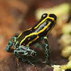 Amazonian Poison Frog