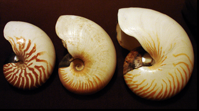 Nautilus_species_shells