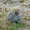 Western Brush Rabbit