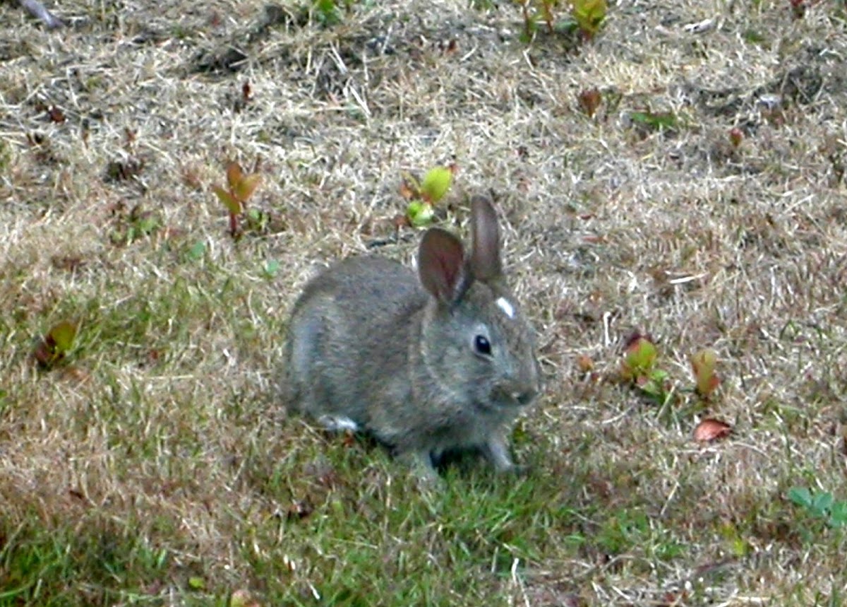 Western Brush Rabbit