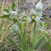 Orquidea de Magallanes