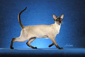 Modern Siamese Cat