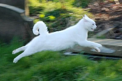 Cat leaping