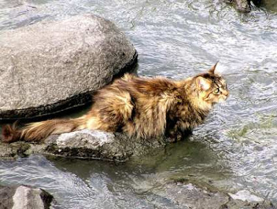  cat drinking from a stream