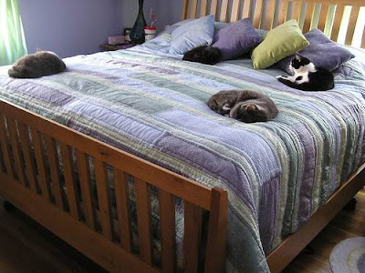 cats on bed