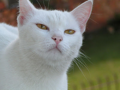 white superior looking cat