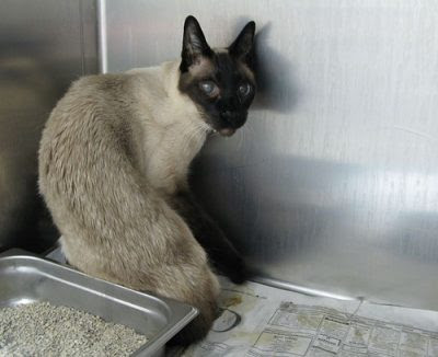 Siamese cat in a shelter